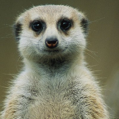 Meerkat standing on sandy ground, facing forward.